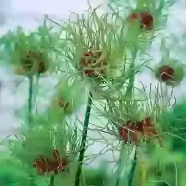 Vineale Hair